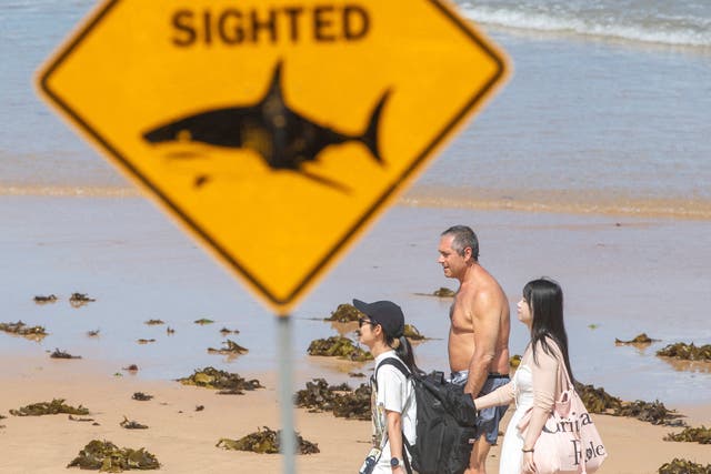 <p>Beachgoers at Queenscliff Beach walk past a shark sighting sign as beaches are closed after recent shark attacks, in Sydney, Australia</p>