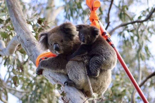 <p>Koala with joey</p>